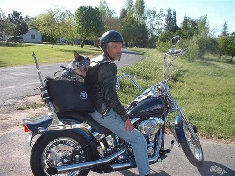 Motorcycle Pet Carrier Dangers and How to Prevent Them Steemit